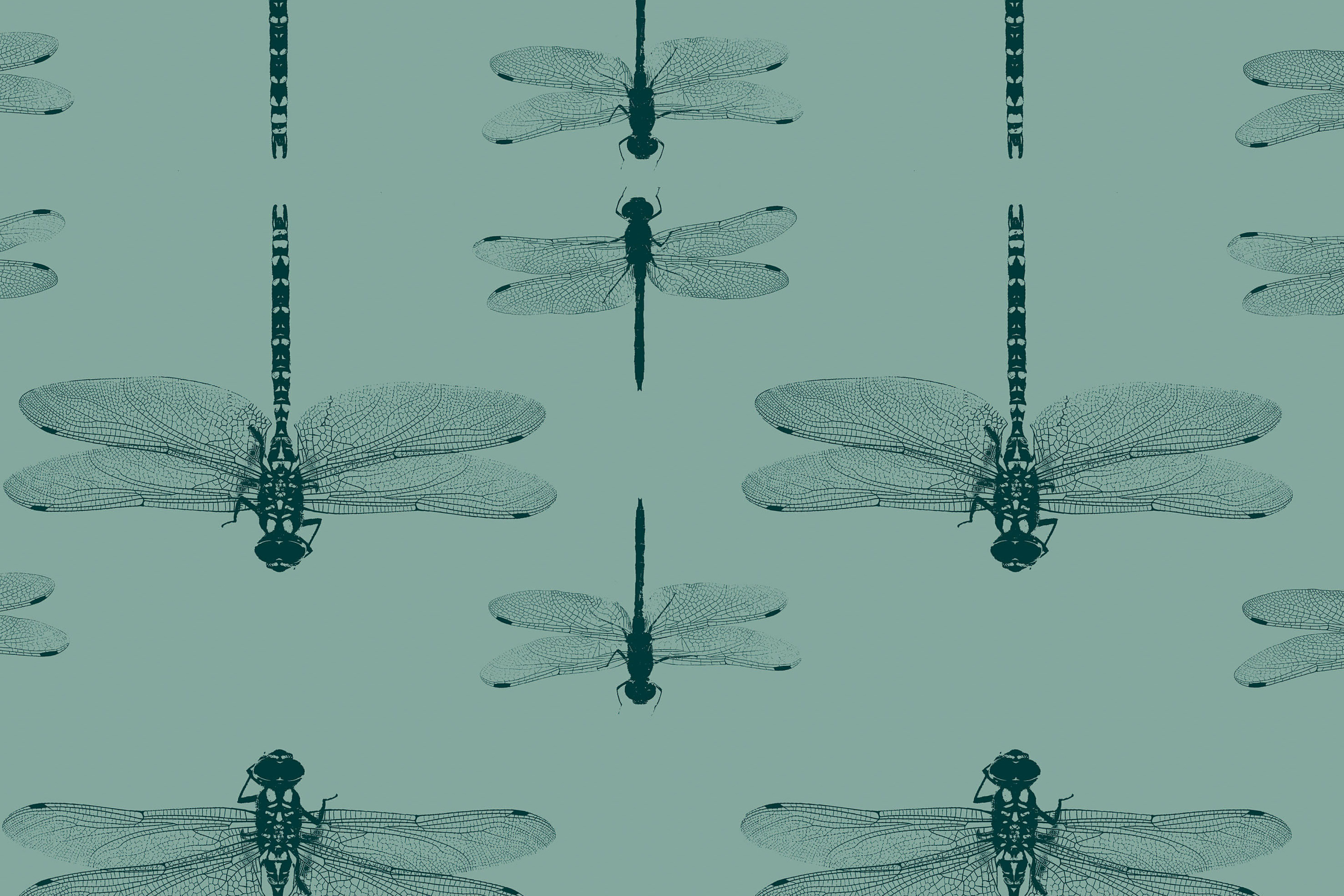 Petronella Hall - Dragonfly Wallpaper