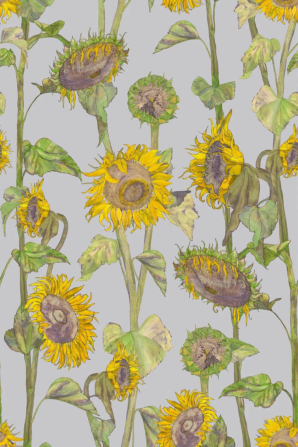 Petronella Hall - Sunflower Wallpaper
