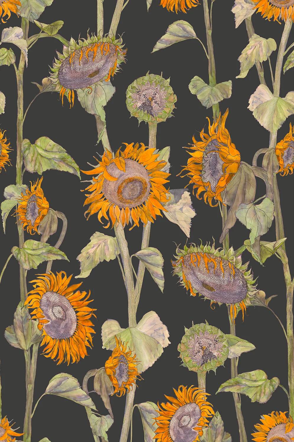 Petronella Hall - Sunflower Wallpaper
